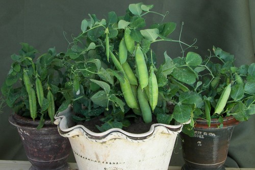100 organic pea - 100,