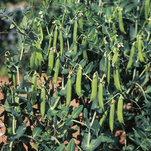 Pea ambassador 250 seeds - pea,
