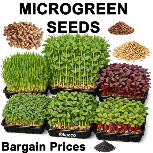 Microgreen seeds sprouting - -,