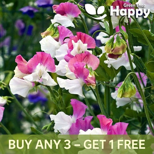 Sweet pea perfume - promise, pink