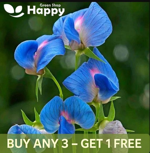 Indian pea seeds - indian,