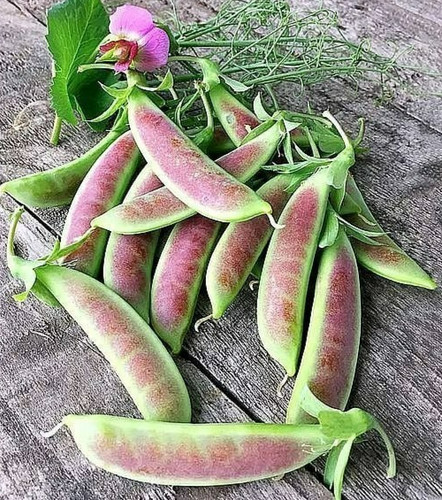 Spring blush sugar snap - blush,
