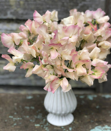 Mollie rilstone sweet pea - sweet,