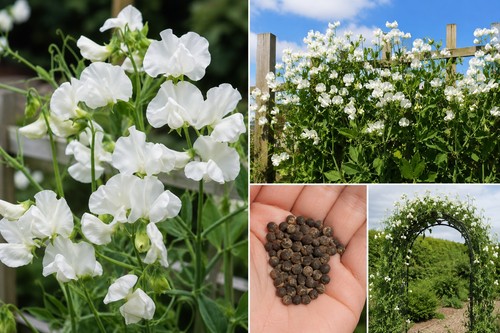 White everlasting sweet pea - white,