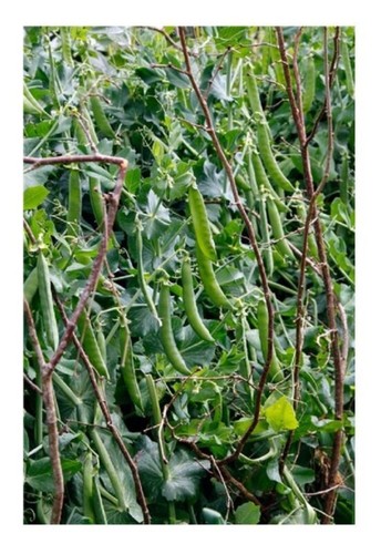 Vegetables pea hurst - vegetables,