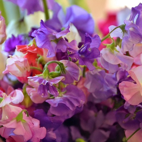 Sweet pea royal - pea,