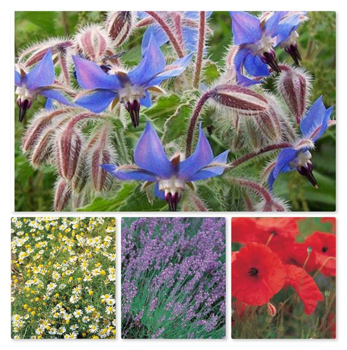 Herb veg seeds large - veg,
