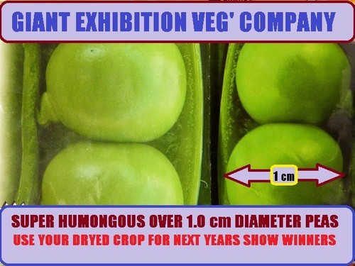 Pea seed giant sweet garden - pea,