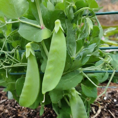Snow peas mangetout sugar - peas,