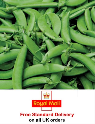 Pea sugar snap nairobi - pea,