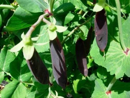 Mangetout pea shiraz - "shiraz",