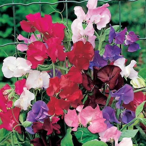 Sweet pea spencer mixed seeds - mixed,