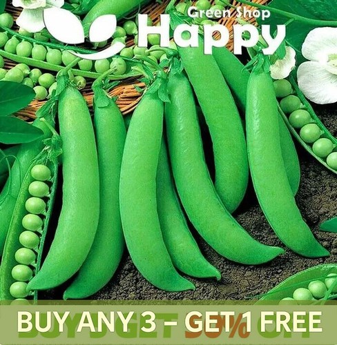 Vegetable seeds pea dwarf - seeds,