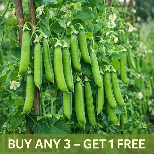 Vegetable seeds main crop - seeds,