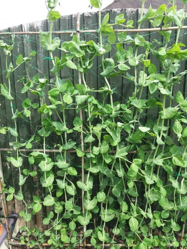 Peas alderman colossal - colossal, 60