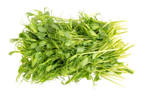 Sprouting seed pea seeds - sprouting,