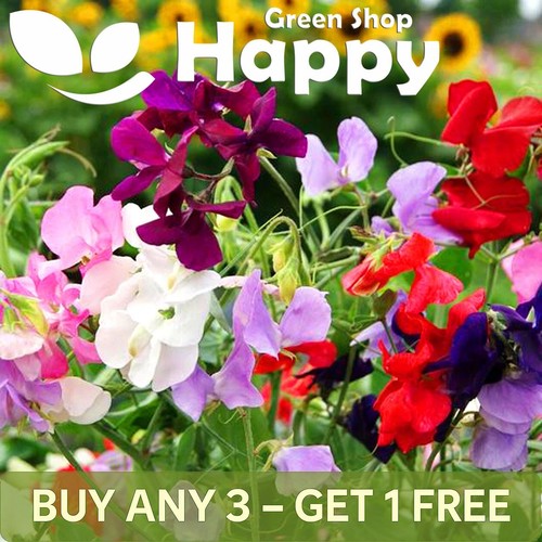 Sweet pea royal dreams mixed - pea,