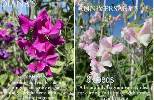 Sweet pea seeds red - (8, red,