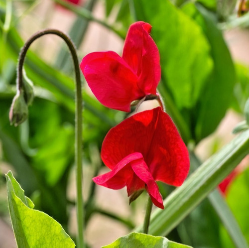 25x sweet pea - 25x,