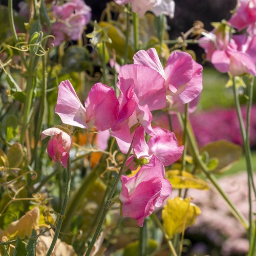 Sweet pea mammoth rose - sweet, pink-