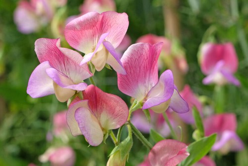 Sweet pea spanish dancer - spanish, seeds