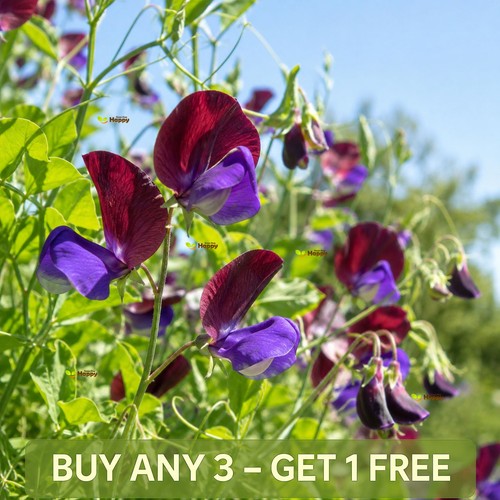 Sweet pea cupani - 20, |