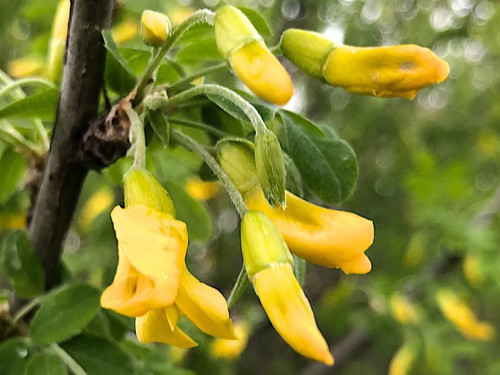 Chinese pea shrub - seeds,