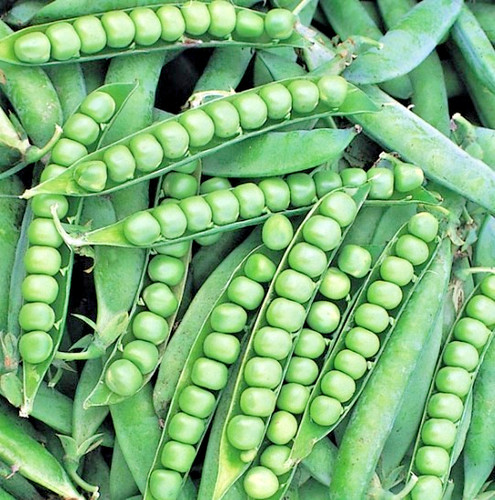 400 organic pea alderman - 400,