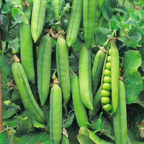 Pea onward 250 seeds early - , (early