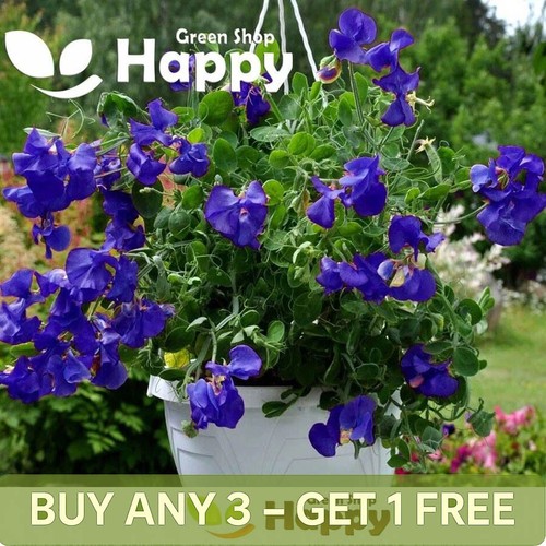 Sweet pea dwarf navy - blue, 20