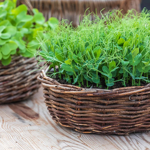 Pea serge - pea, shoots