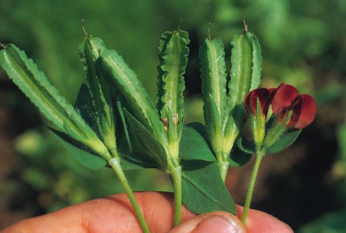 Asparagus pea 50 quality - pea,