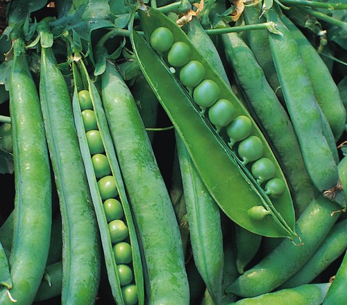 Pea hurst greenshaft - -, 250