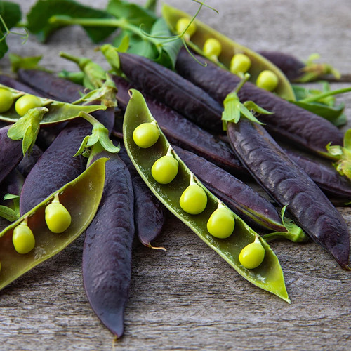 Pea purple podded seeds - pea, podded'