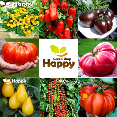 Tomato vegetable seeds - tomato,