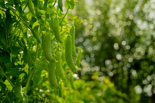 Pea hurst greenshaft - greenshaft, –