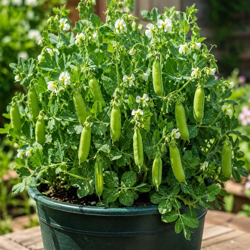 Hardy winter dwarf garden - dwarf,