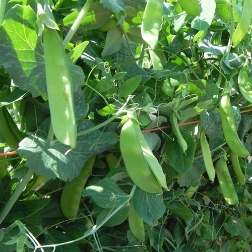 Pea mangetout snow - ,