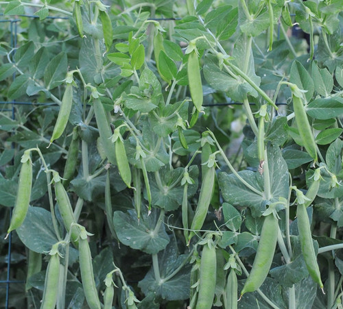 Pea meteor xl - xl, plants