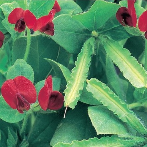 Asparagus pea seeds unusual - pea,
