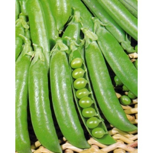 Pea petite pois petit - petite,