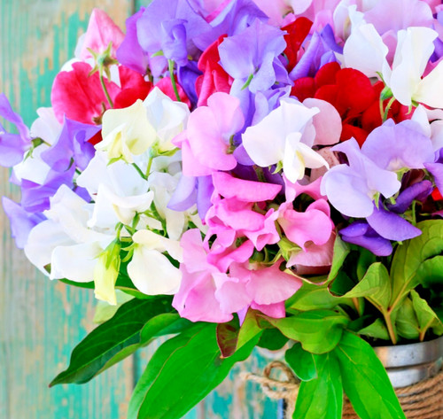 60x sweet pea royal dreams - 60x,
