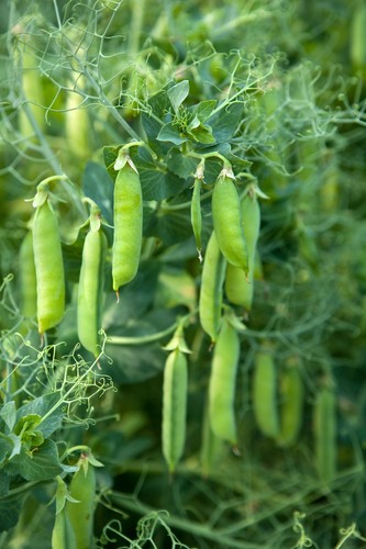 Pea kelvedon wonder seeds - pea,
