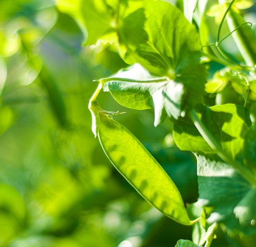 Pea early onward - pea, seeds