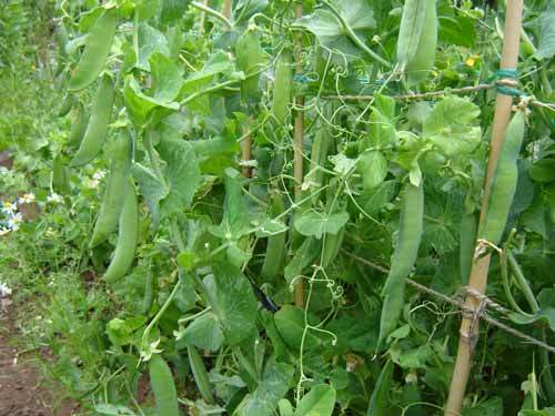 Pea feltham first - pea, early