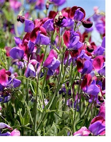 Seeds sweet pea old spice - seeds,