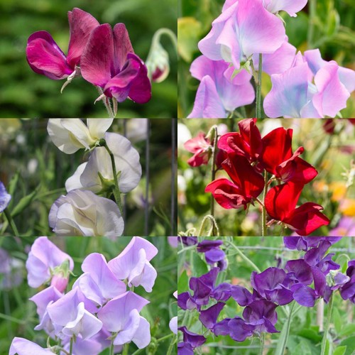 Sweet pea florist mix - pea,