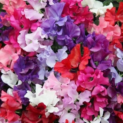 Sweet pea spencer - 50, seeds
