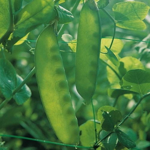 Pea mange tout carouby - -,
