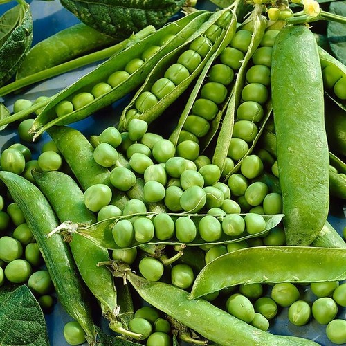 Heavy early crop - heavy,, peas